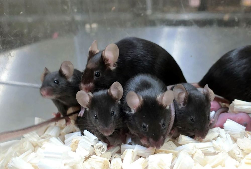 Des souris en bonne santé obtenues à partir de sperme conservé lyophilisé dans l’espace pendant 6 ans