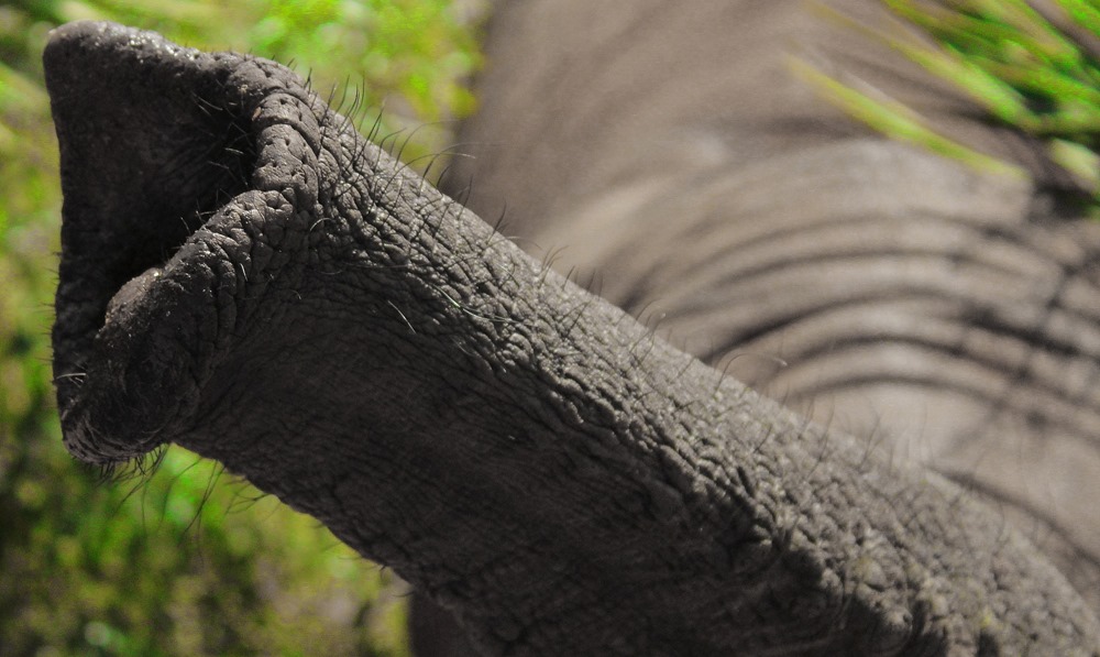 Les éléphants aspirent aussi leur nourriture avec leur trompe et avec 30 fois la puissance d’un éternuement humain