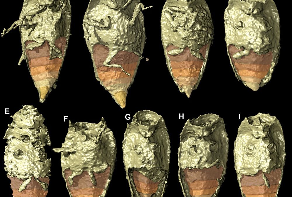 Découverte d’une nouvelle espèce de coléoptère parfaitement conservée dans des excréments fossilisés de dinosaure