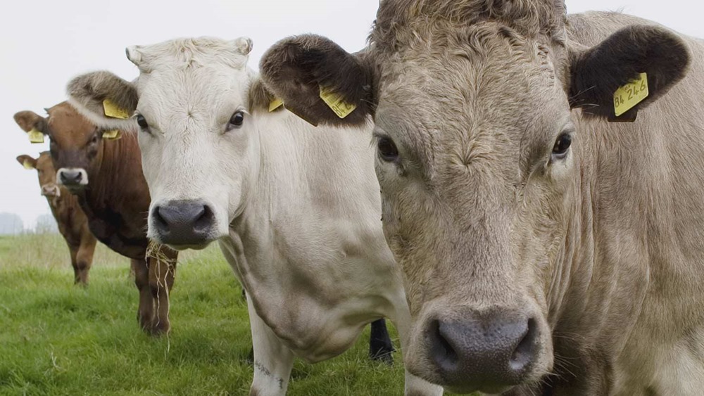 Le liquide stomacal des vaches décompose les plastiques les plus courants