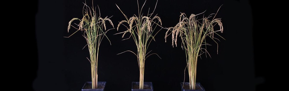 Une simple modification de l’ARN augmente de 50 % le rendement des pommes de terre et du riz