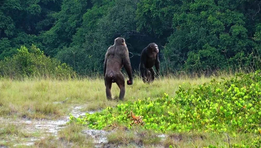 Pour la première fois, des chimpanzés et des gorilles se font la guerre à l’état sauvage