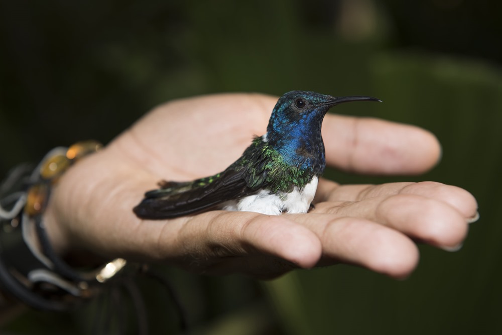 Des femelles colibris prennent l’apparence des mâles pour tromper les harceleurs