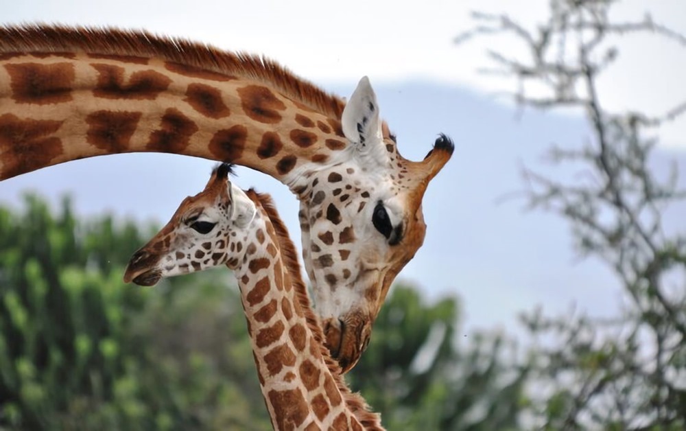 Il s’avère que les girafes ont une vie sociale très complexe, comparable à celle des éléphants