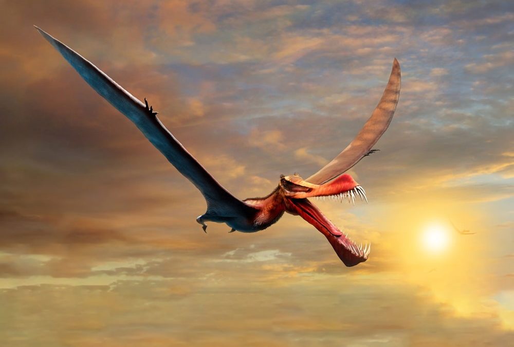 Le fossile d’un nouveau et redoutable ptérosaure découvert en Australie