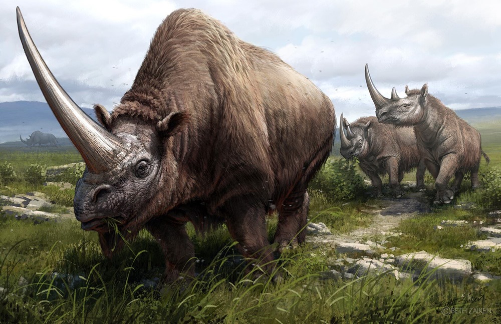 Une étude génétique révèle l’histoire des rhinocéros et leur sombre avenir