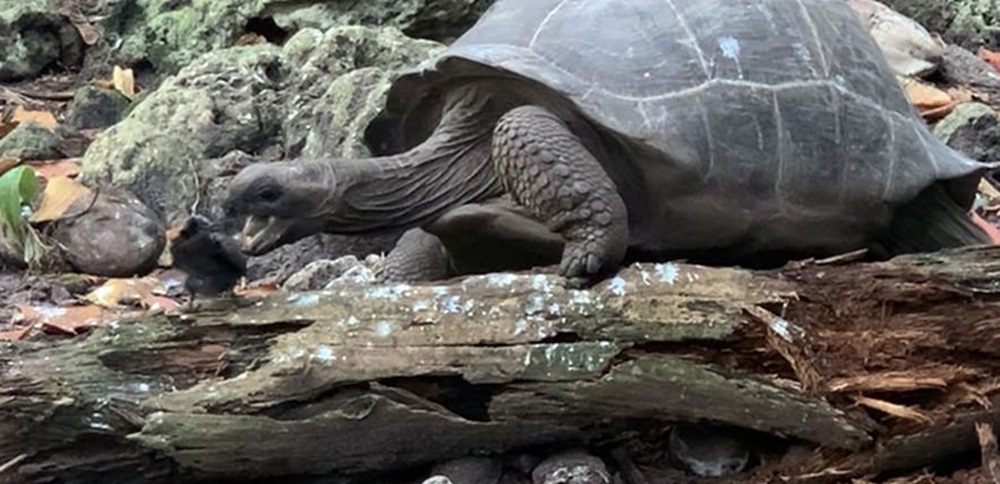 Une tortue géante filmée pour la première fois en train de chasser et de tuer un oiseau