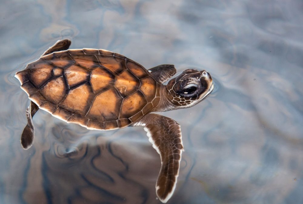Tout au long de leur croissance, les jeunes tortues sont cernées par le plastique