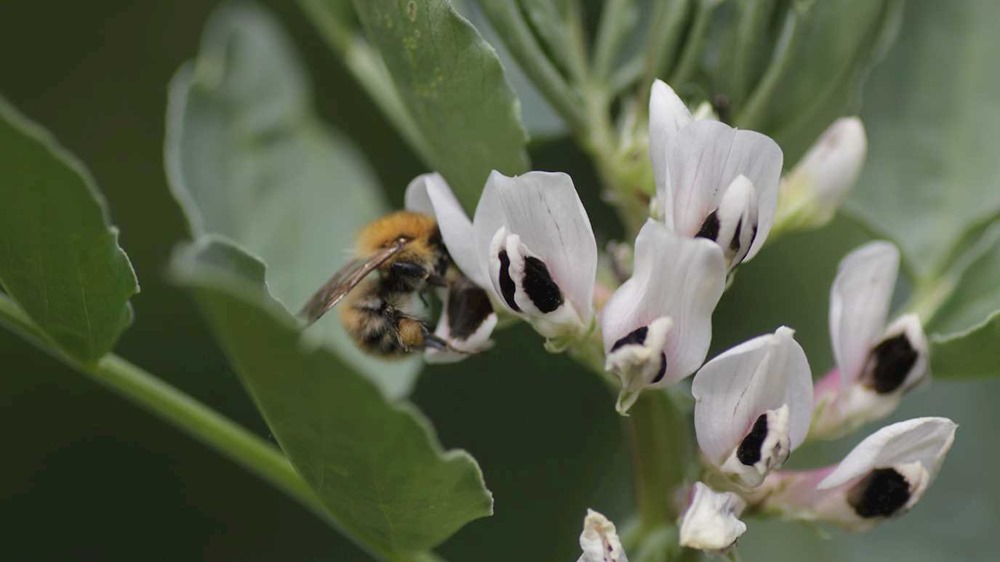 Cocktails de pesticides, parasites et la faim : les abeilles en plus mauvaise posture qu’on ne l’avait estimé