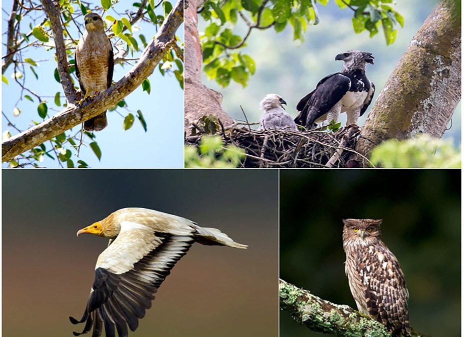 Confrontés à la perte de leur habitat et à de la nourriture toxique, les oiseaux de proie sont en déclin