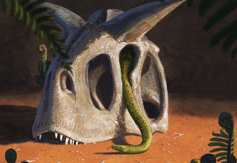 Tous les serpents vivant actuellement ont évolué à partir d’une poignée de survivants de l’astéroïde qui a exterminé les dinosaures