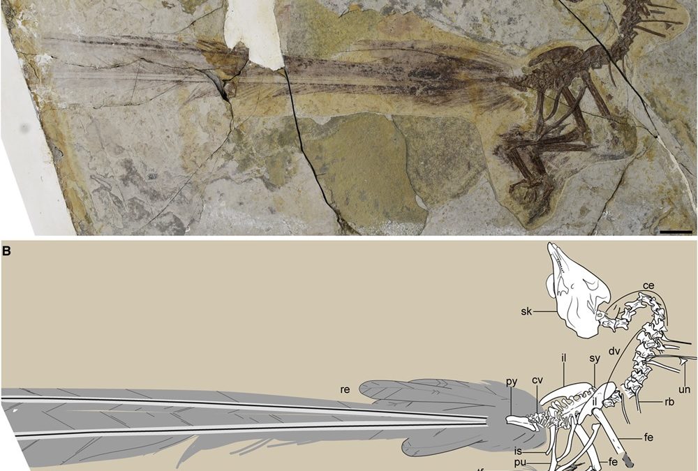Séduire ou voler : un étonnant fossile révèle un oiseau vieux de 120 millions d’années doté d’une queue pas très pratique