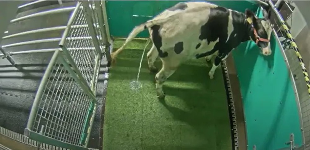 Il est possible d’entrainer les vaches à aller aux “toilettes” afin de réduire les émissions de gaz à effet de serre