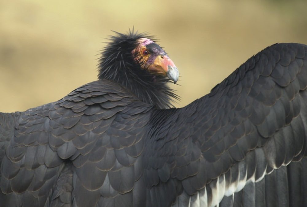 Deux condors de Californie femelles ont donné naissance à des poussins sans aucun ADN génétique masculin