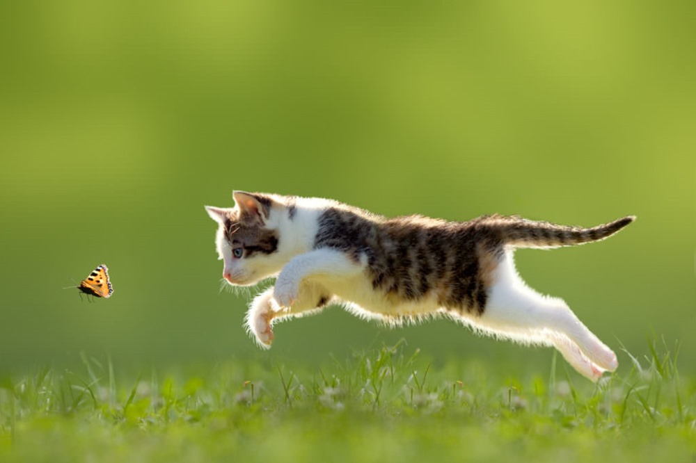 L’instinct de prédation est la principale raison pour laquelle les chats domestiques chassent régulièrement des proies sauvages