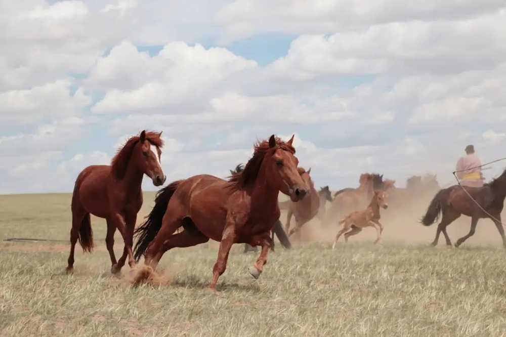 La domestication du cheval remonterait à 4 200 ans dans les steppes du Caucase