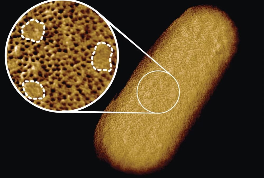 L’image la plus précise jamais obtenue d’une bactérie vivante, mettant en évidence sa couche externe protectrice lui permettant de résister aux antibiotiques