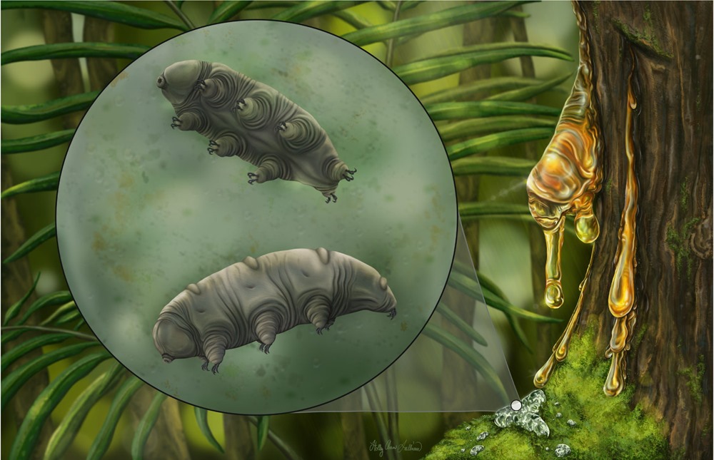 Découverte extrêmement rare d’un fossile de tardigrade dans de la sève d’arbre fossilisée de 16 millions d’années