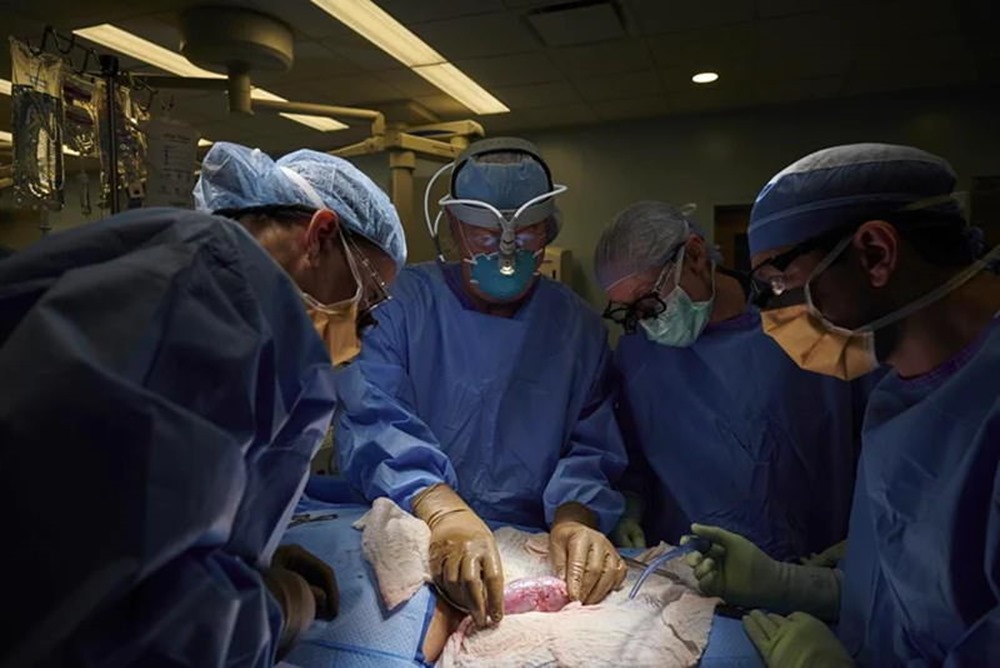 Première transplantation réussie d’un rein de porc chez un patient humain
