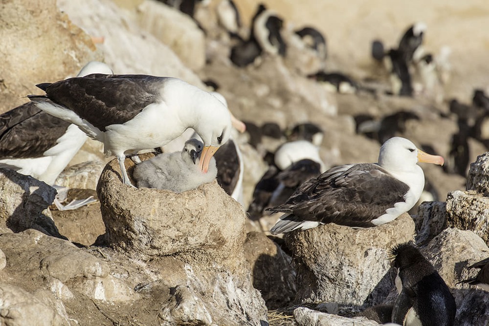 Le changement climatique augmente les cas de divorces chez les albatros