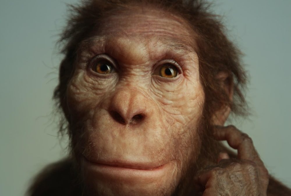 Cet ancien hominidé marchait comme un humain, mais grimpait comme un singe