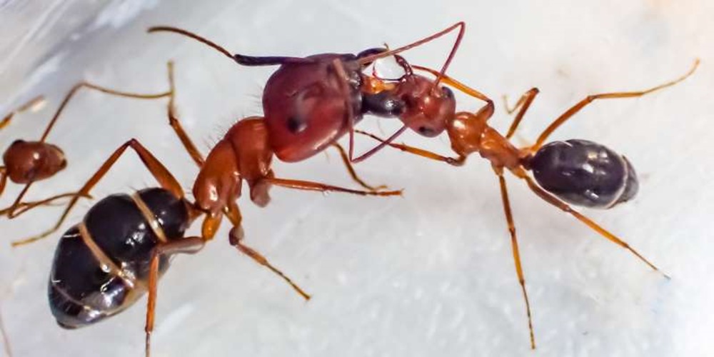 Ces fourmis échangent des baisers afin de partager des fluides "sociaux" pour s’assurer que chacune joue son rôle dans la communauté