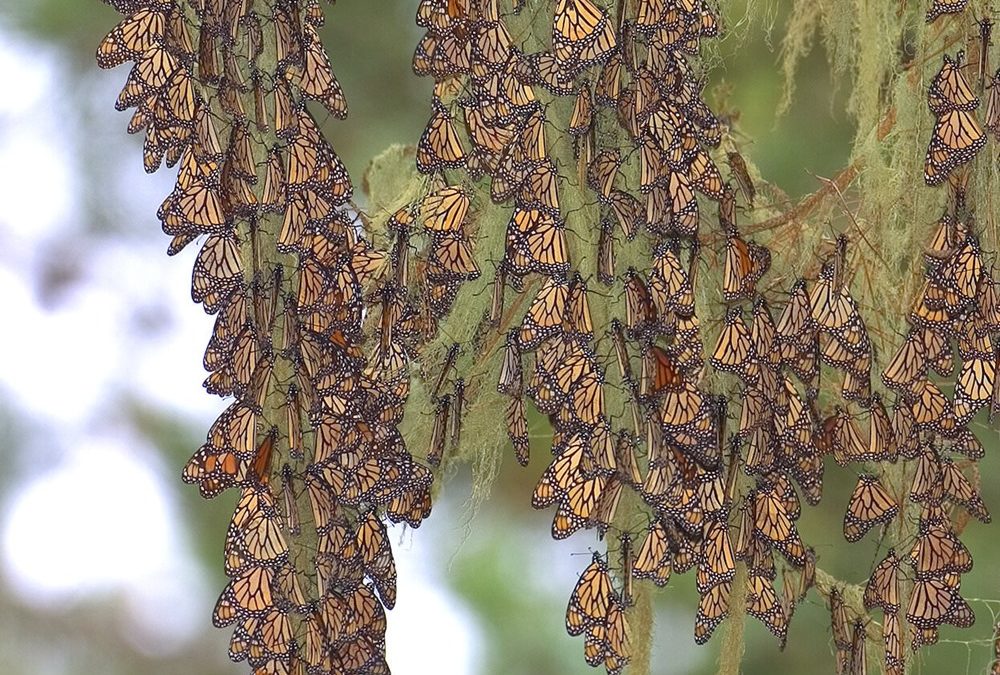 Les prédateurs des toxiques papillons Monarque développent génétiquement la même résistance à leur poison