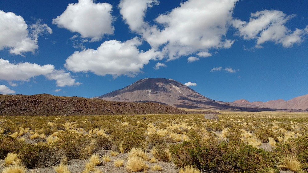 Comment les plantes survivent-elles à l’hostile désert d’Atacama ?