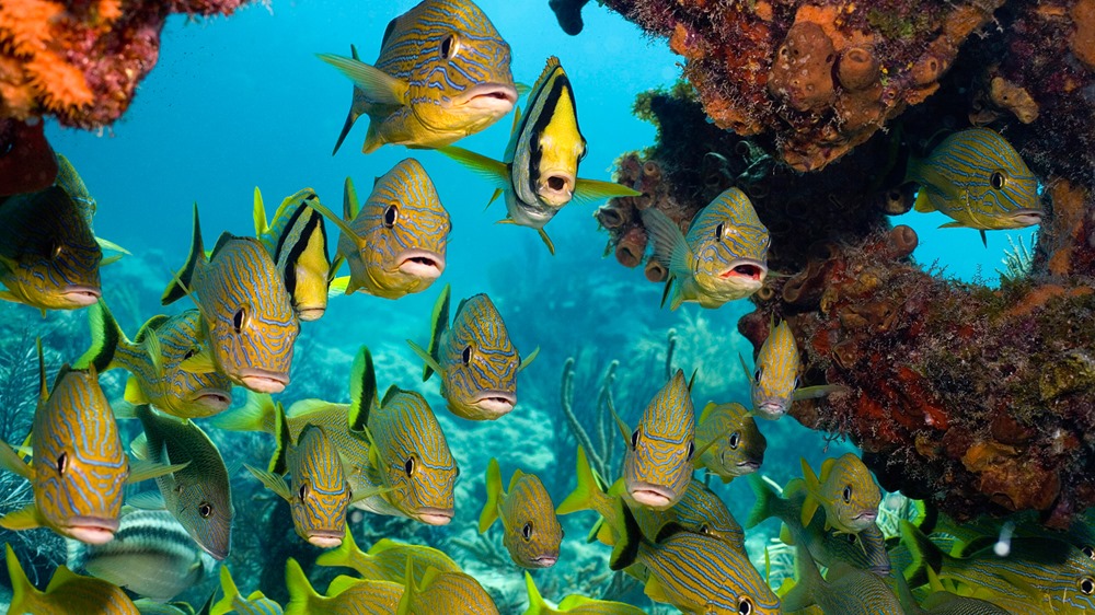 Les humains ont outrepassé une loi naturelle de la vie océanique