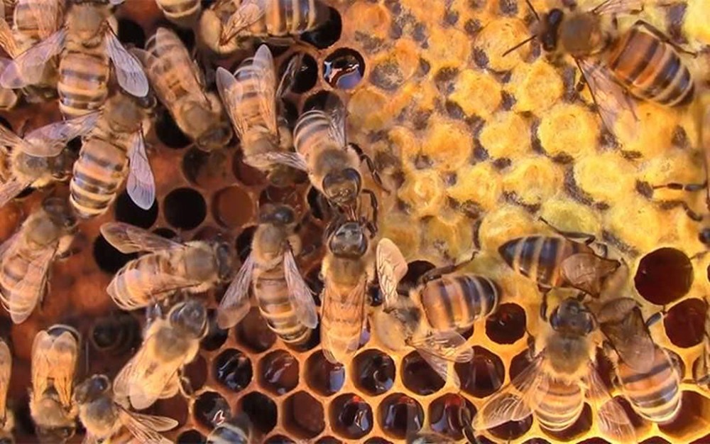 Les abeilles recourent également à la distanciation sociale pour se protéger des parasites