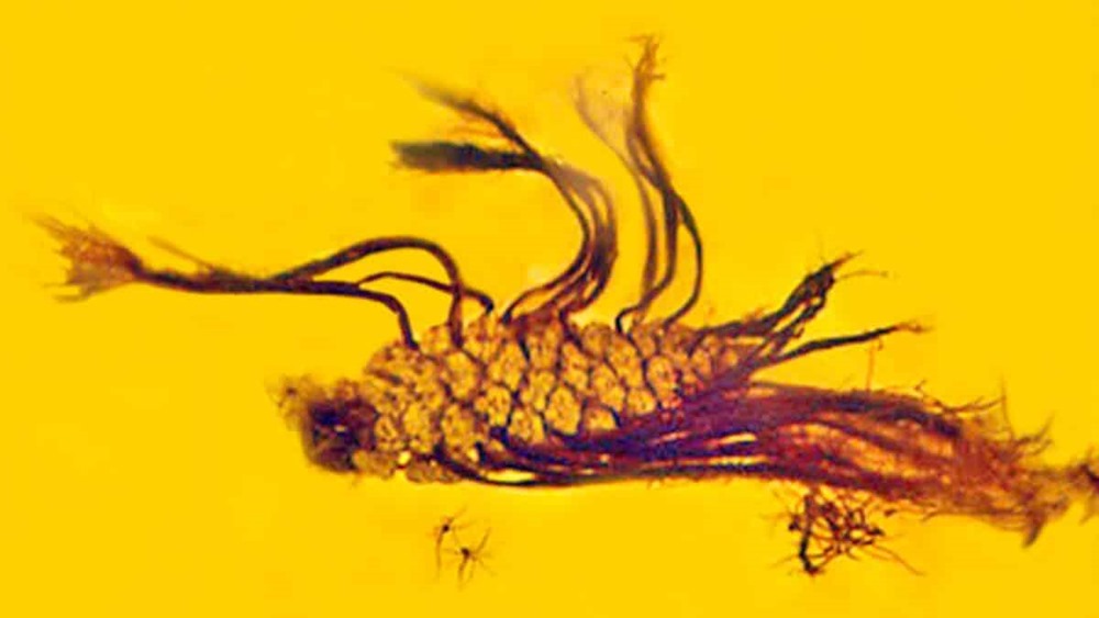 Un événement botanique incroyablement rare fixé il y a 40 millions d’années dans de l’ambre