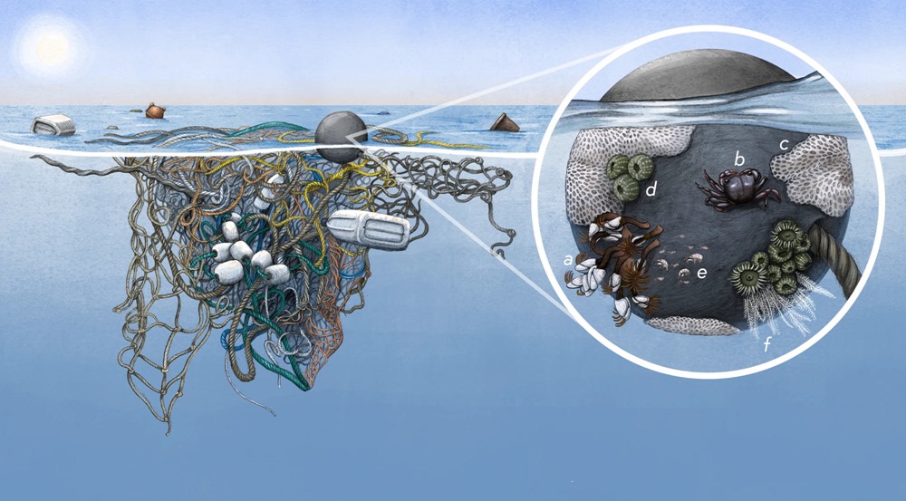 Des créatures côtières ont été découvertes vivant à bord de déchets flottants en pleine mer