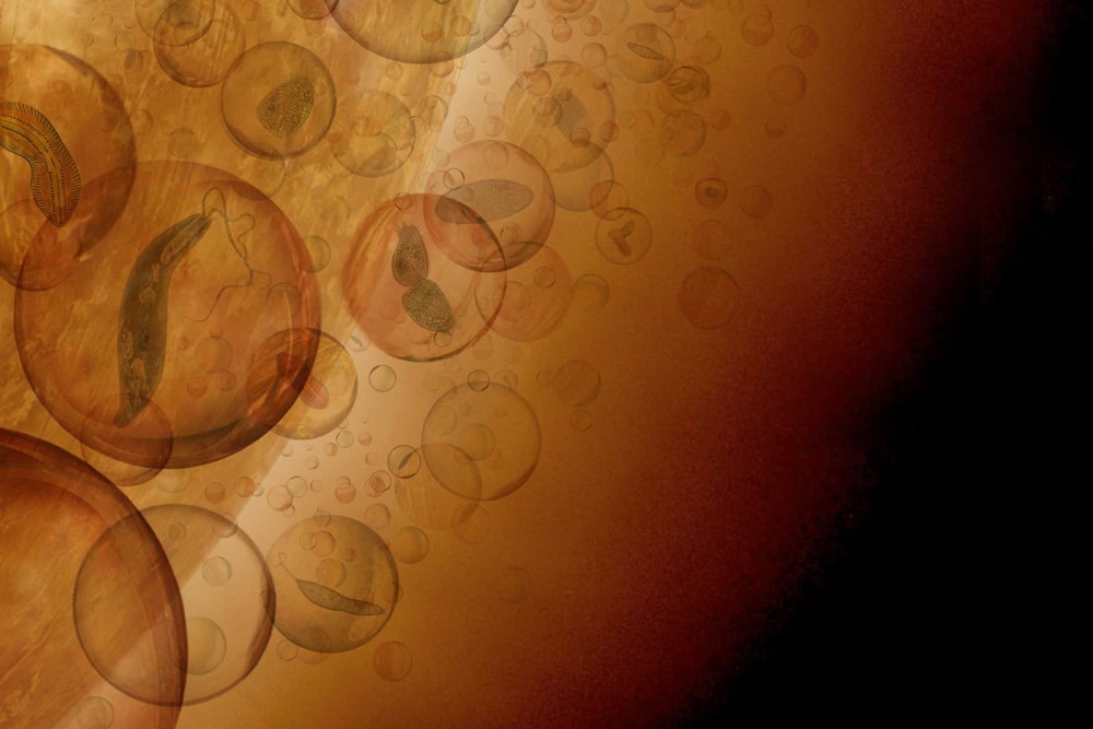 Finalement, les nuages de Vénus pourraient être habitables à des formes de vie neutralisant l’acide