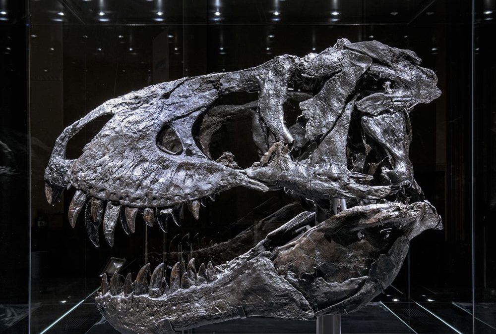 Une maladie osseuse découverte dans la mâchoire d’un T-rex