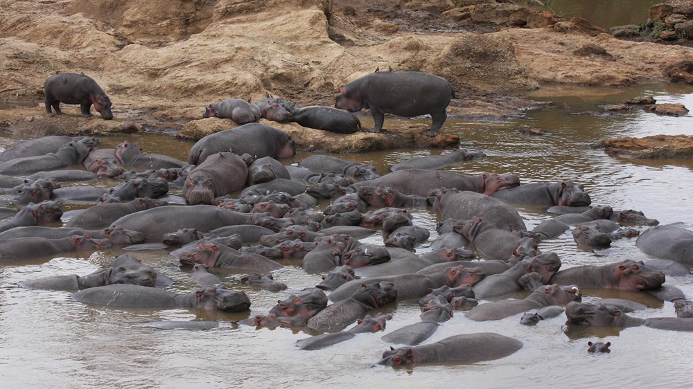 De par leurs excréments, les hippopotames transforment leur marre en méta-intestin