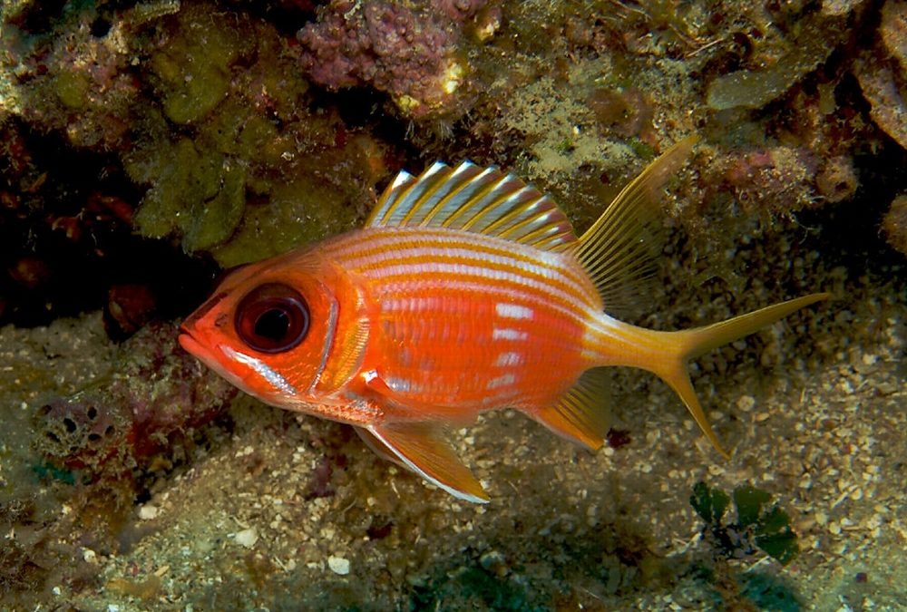 Une étude suggère que la plupart des poissons communiquent par le son