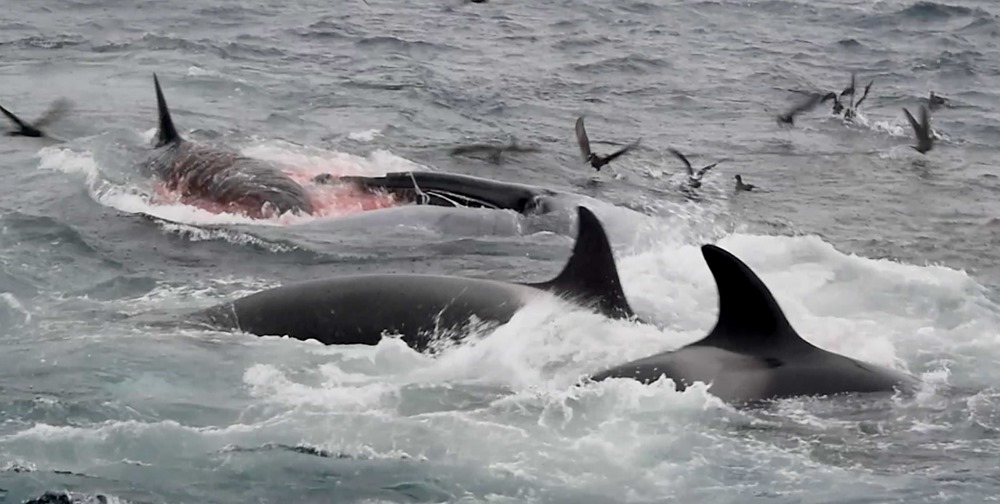 Premier cas connu d’orques ayant tué une baleine bleue adulte