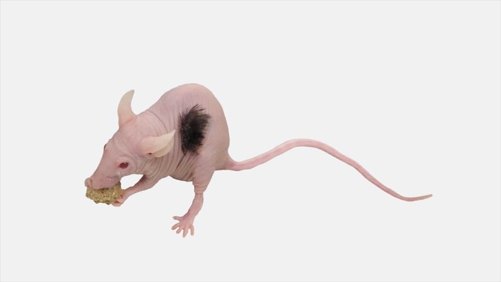 Des scientifiques font pousser des cheveux humains sur des souris chauves pour traiter la calvitie