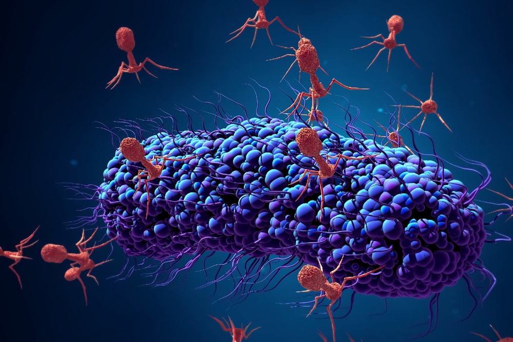 Certains humains vivent plus longtemps, peut-être en raison d’une combinaison unique de bactéries dans leurs intestins