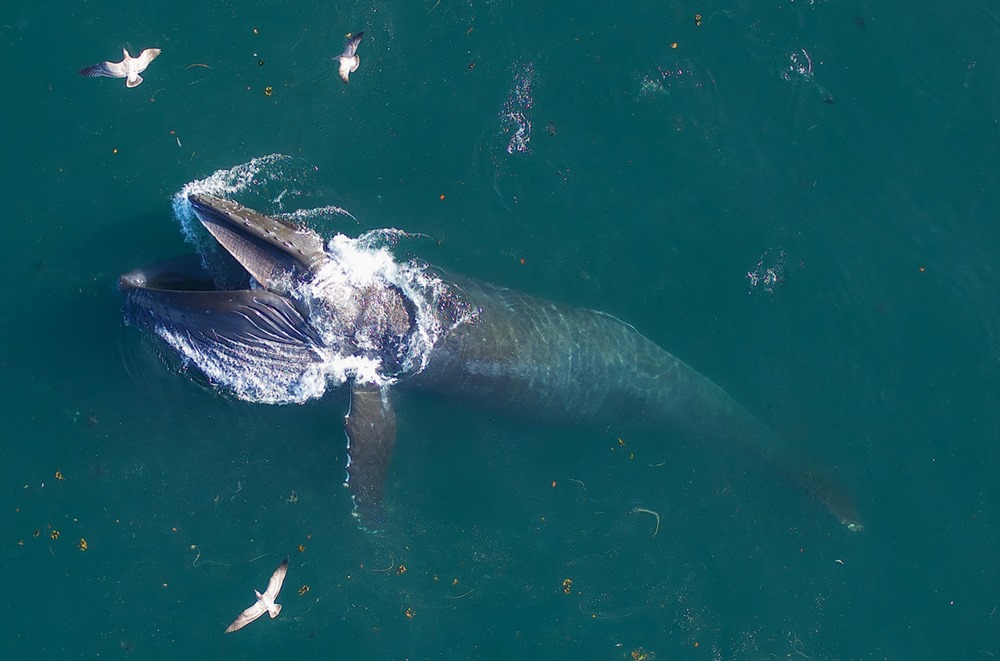 Découverte d’un "bouchon oral" qui empêche les baleines de se noyer en mangeant