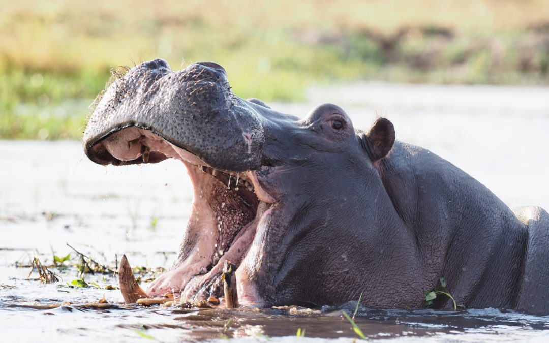 Les hippopotames pulvérisent leurs excréments au seul son d’un inconnu