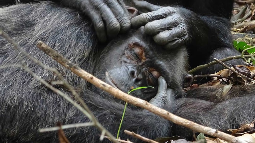 Une mère chimpanzé soigne la blessure de son fils en appliquant des insectes