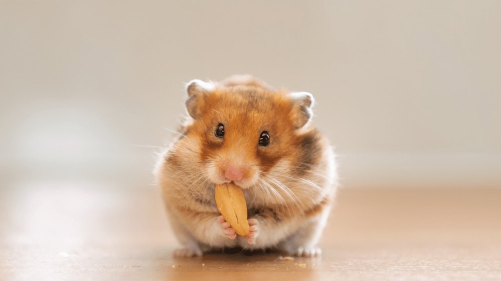 Victimes collatérales de la pandémie, les hamsters peuvent désormais profiter d’un traitement contre la COVID-19