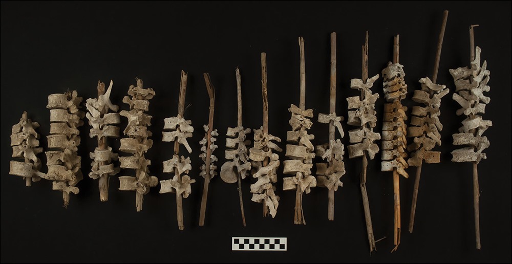 Des vertèbres humaines enfilées sur des bâtons découverts dans un site funéraire vieux de 500 ans au Pérou