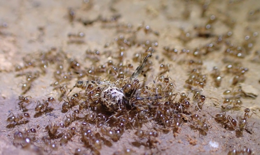 Un champignon infectieux fait des ravages sur des fourmis folles extrêmement agressives et envahissantes