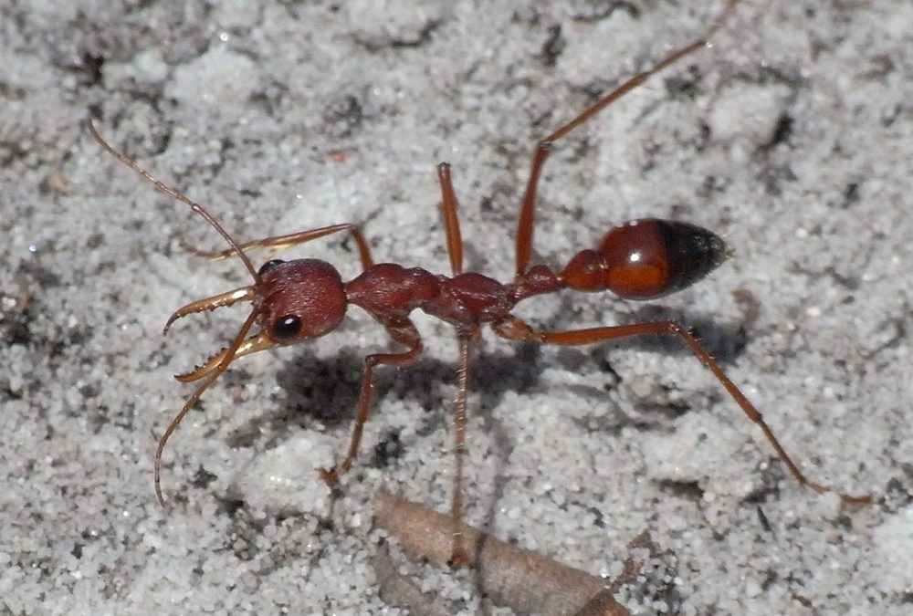 Des fourmis australiennes ont développé un nouveau moyen de cibler la douleur