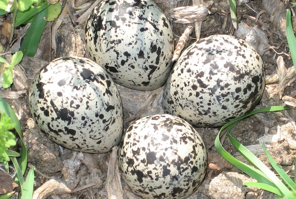 De nombreux oiseaux pondent leurs œufs jusqu’à un mois plus tôt en raison du changement climatique