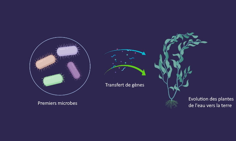 Des microbes ont transféré certains gènes à d’anciennes plantes aquatiques afin de les aider à évoluer sur la terre ferme