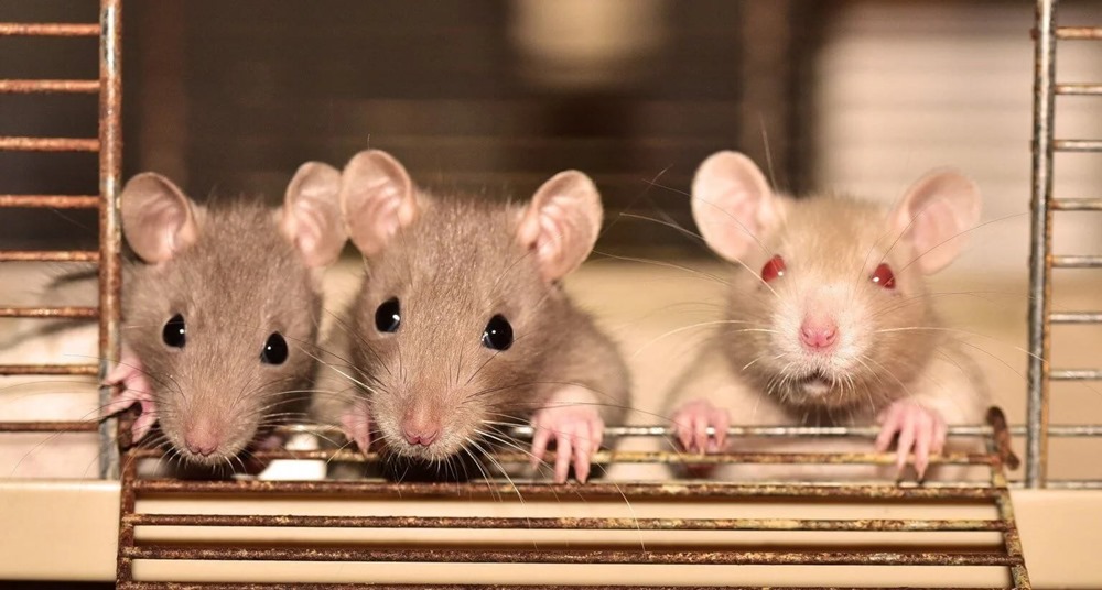 La chorégraphie de rats de laboratoire révèle comment le cerveau apprend les mouvements habiles