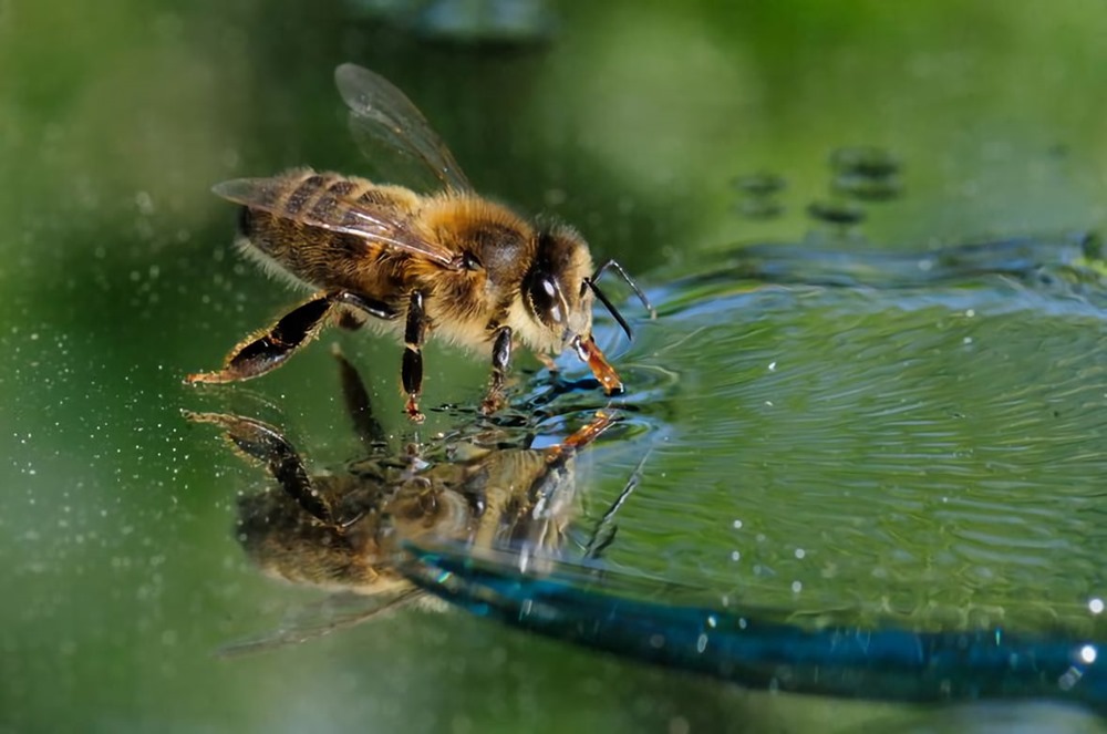 Les abeilles perdent le contrôle de leur altitude lorsqu’elles passent au-dessus d’une surface réfléchissante
